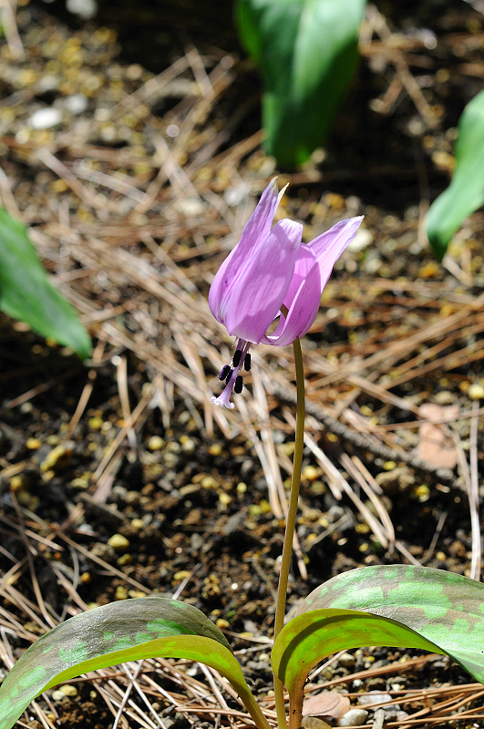 image0136