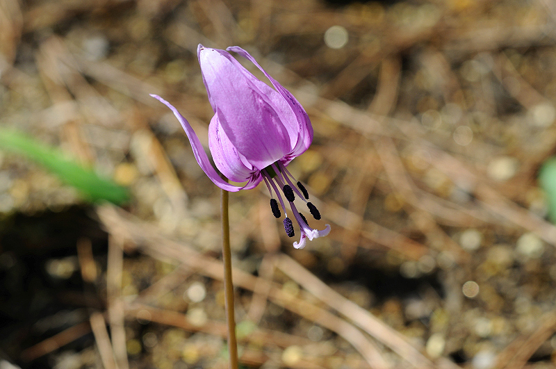 image0137