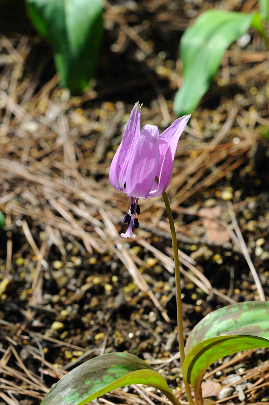 image0138