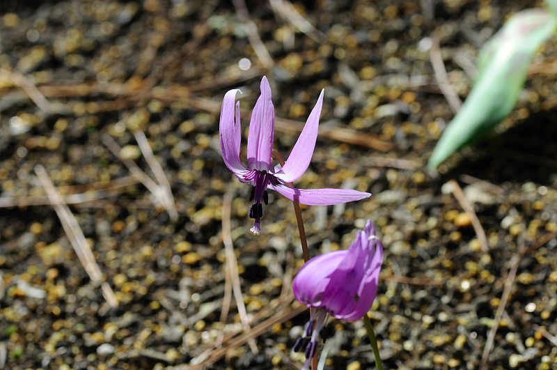 image0139