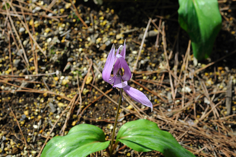 image0141
