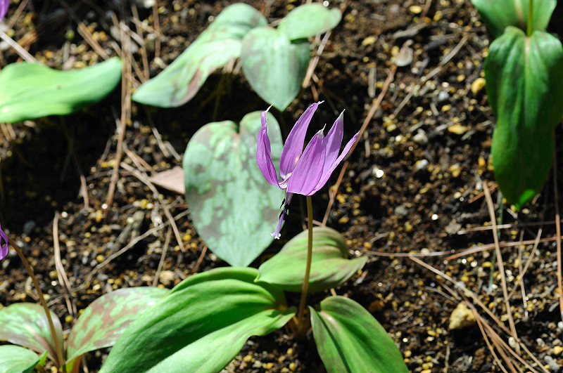image0142