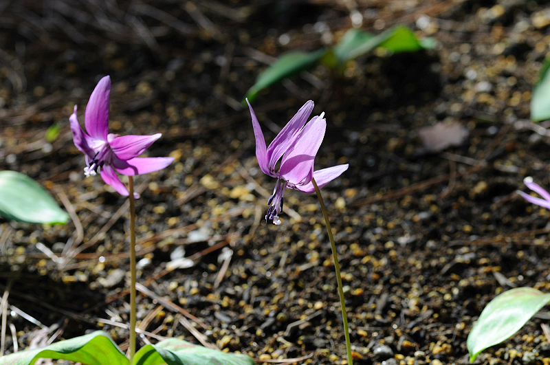 image0145