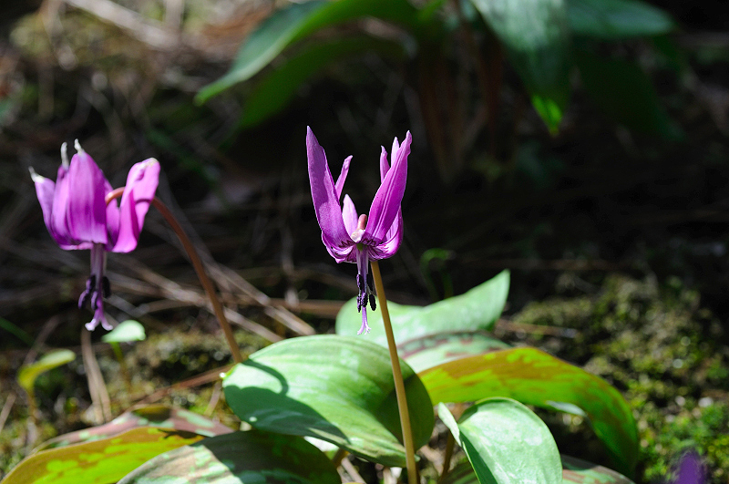 image0155