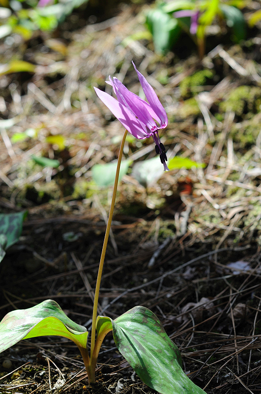 image0164