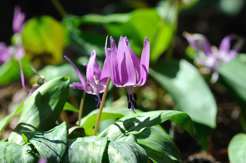 image0176
