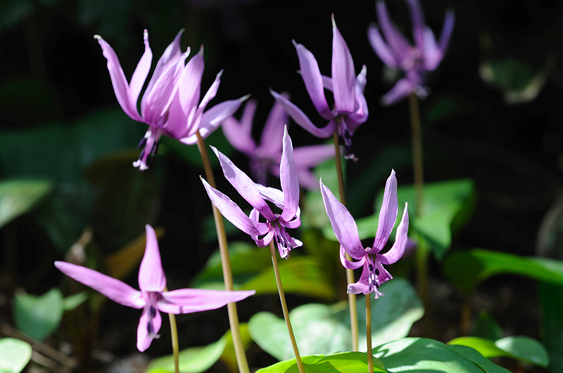 image0181