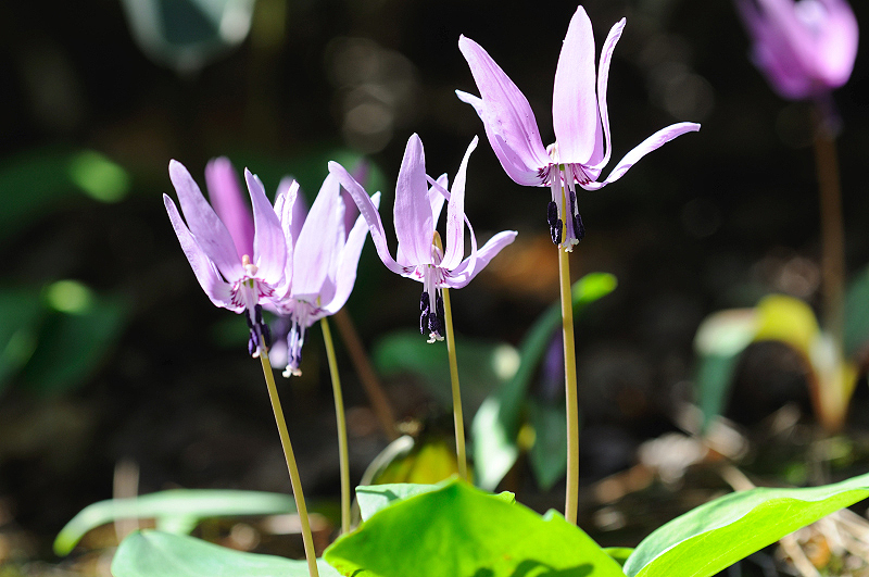 image0182