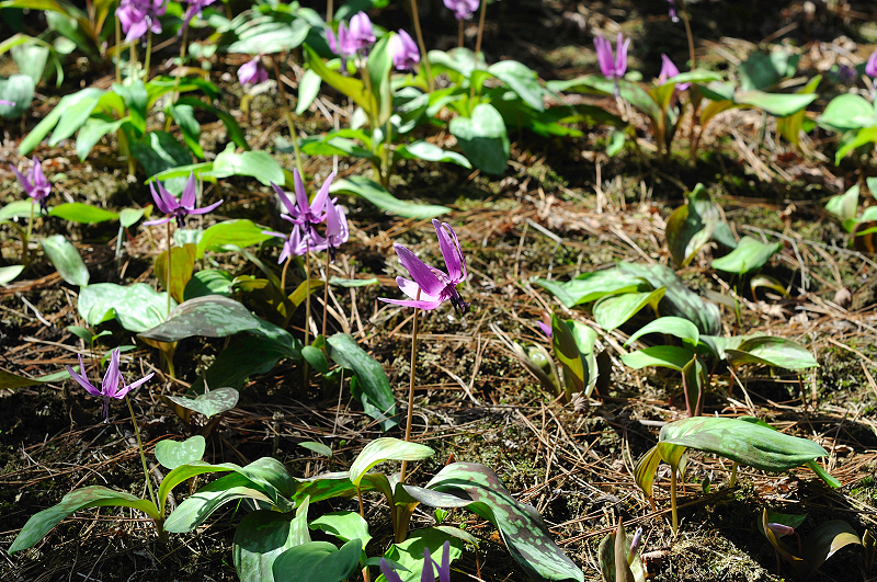 image0186