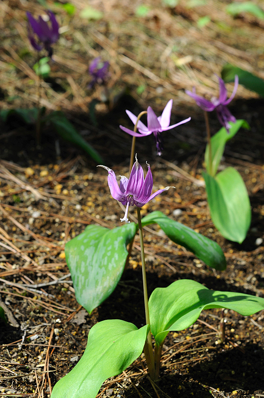 image0188