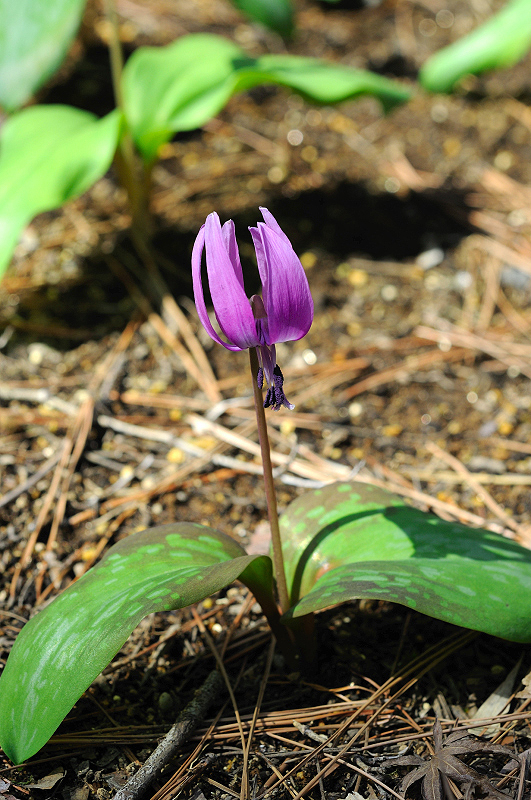 image0192