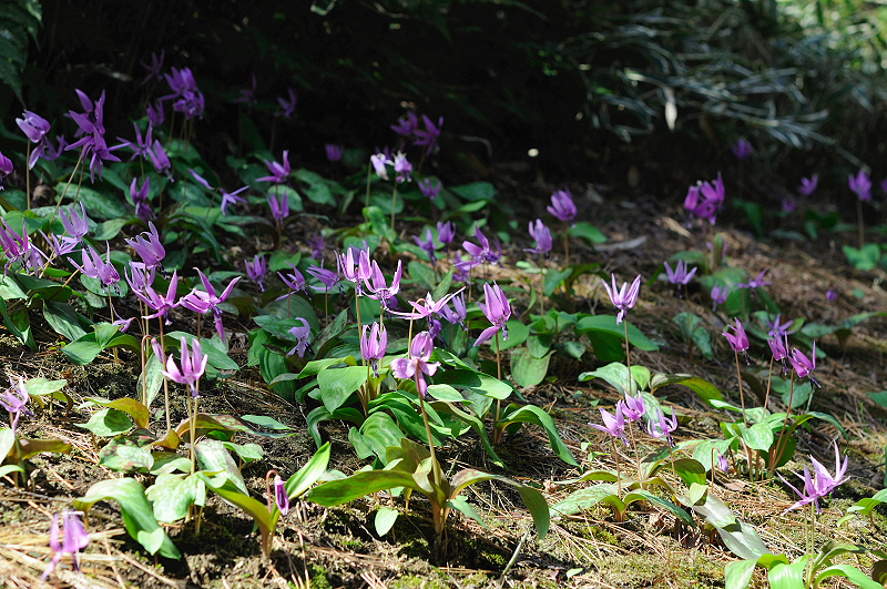 image0194