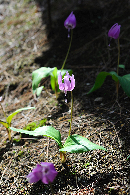image0199