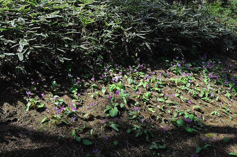 image0208