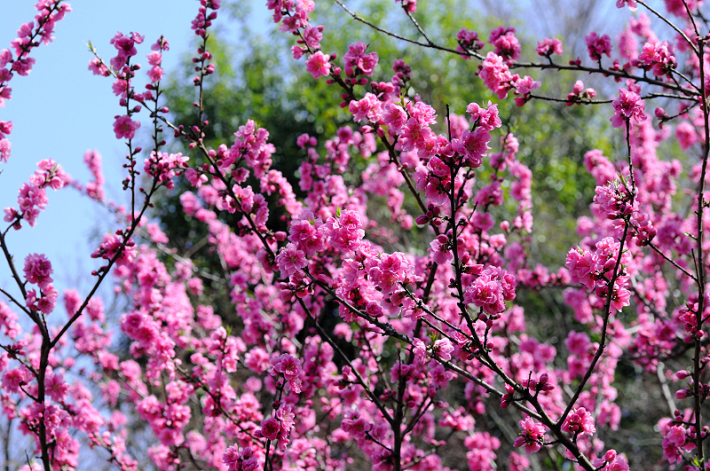 image0233