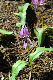 image0132