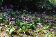 image0194