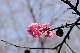 image0252