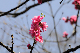 image0253