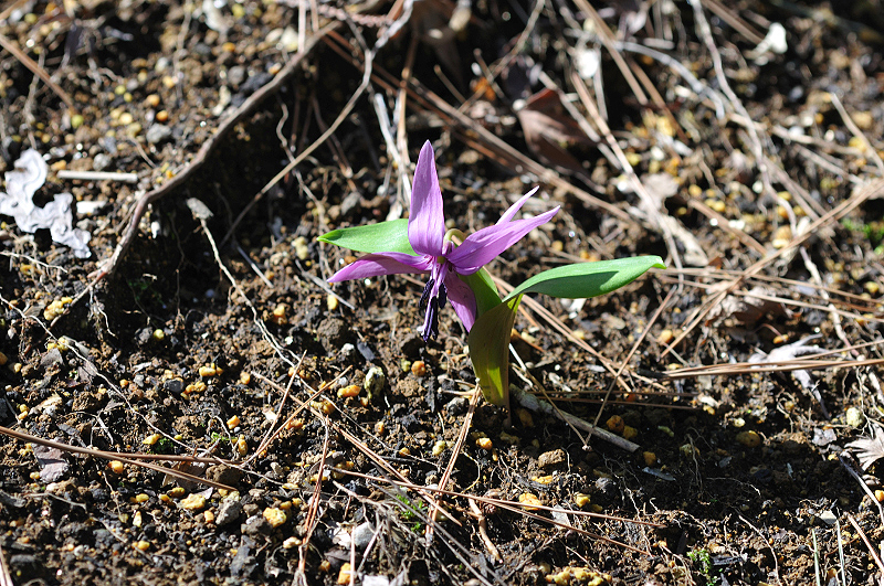 image0096