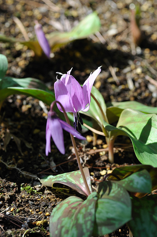 image0097