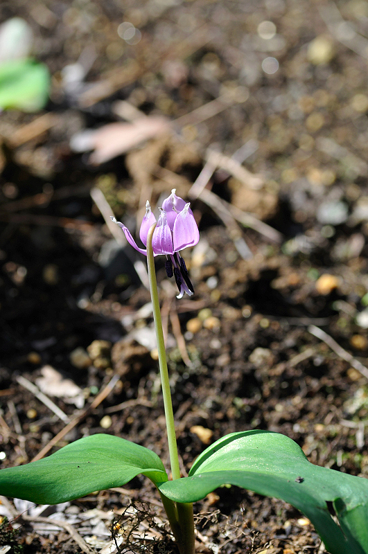 image0098