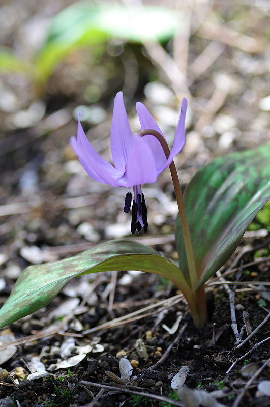 image0104