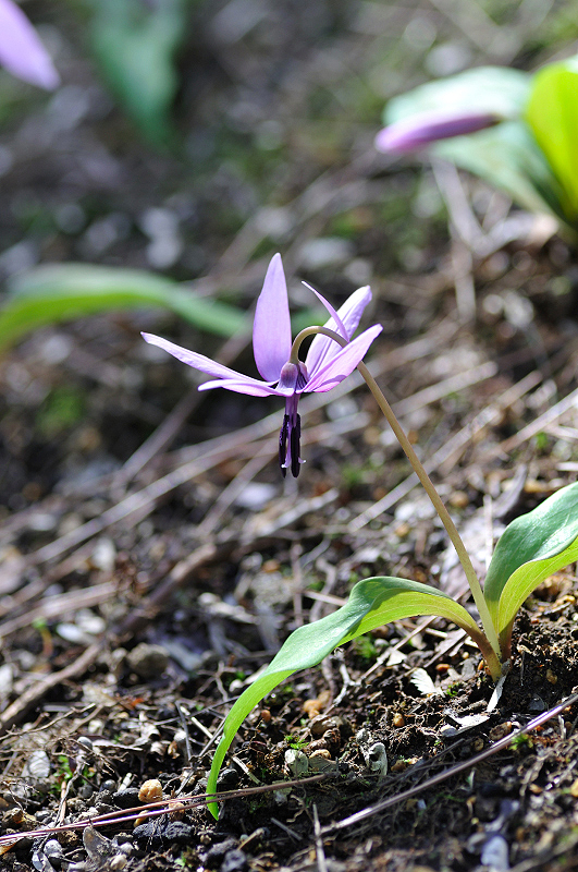 image0105