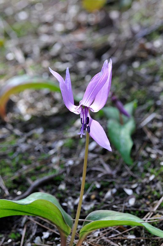 image0106