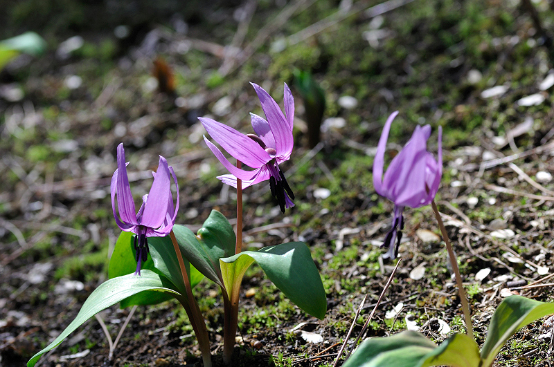 image0107