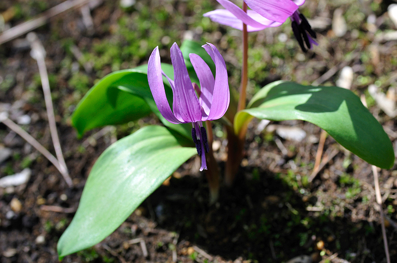 image0108