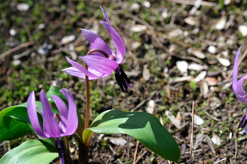 image0109