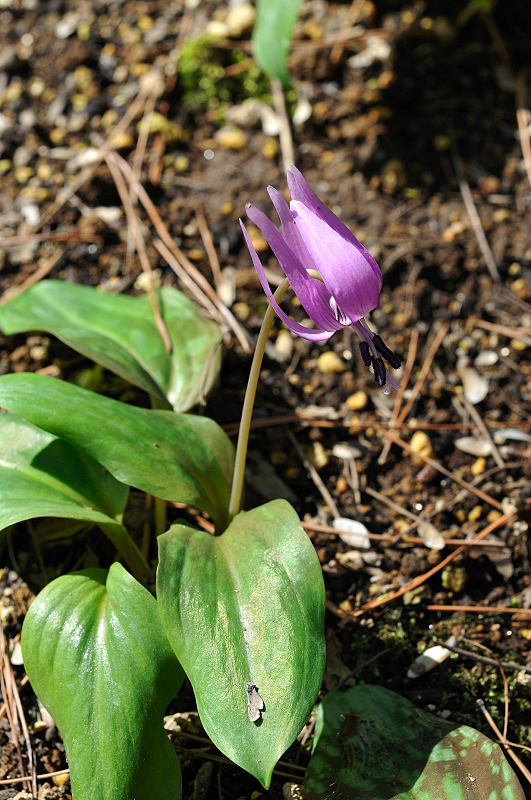 image0117