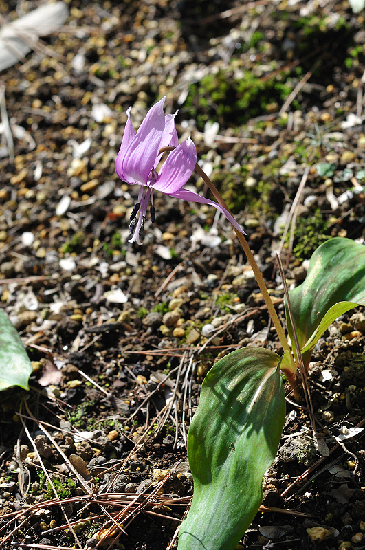 image0118