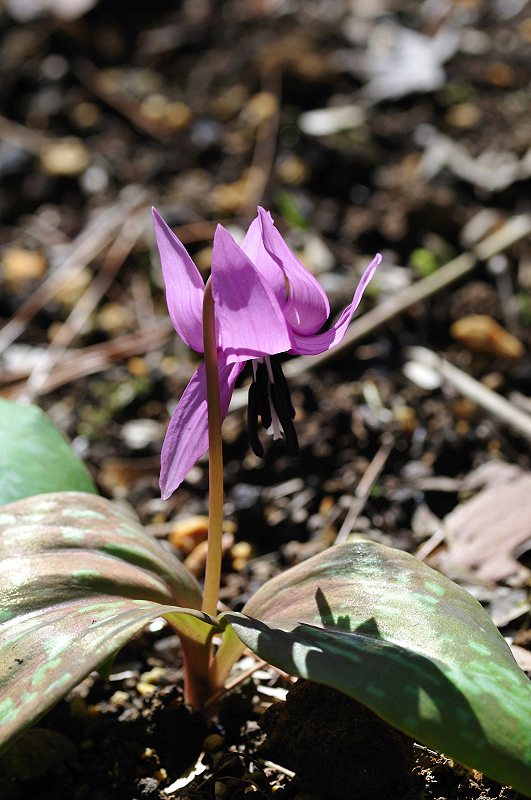 image0125