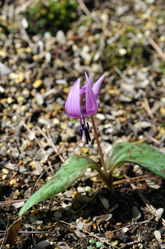 image0129