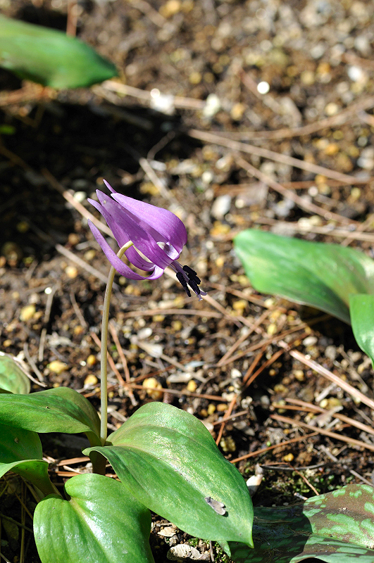 image0132