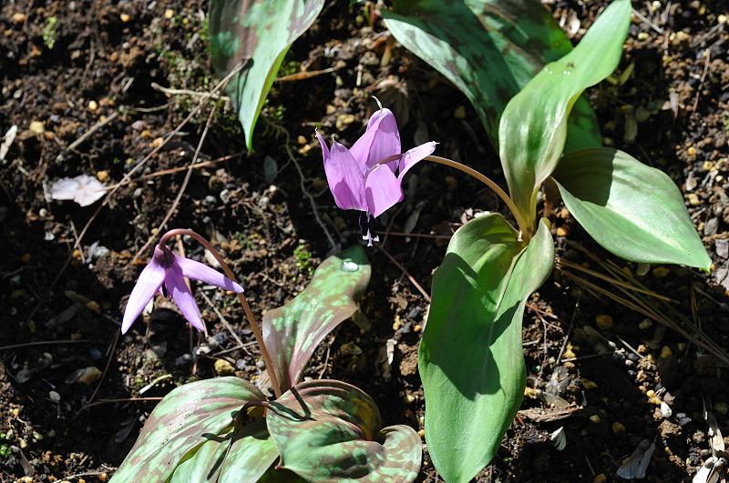 image0137
