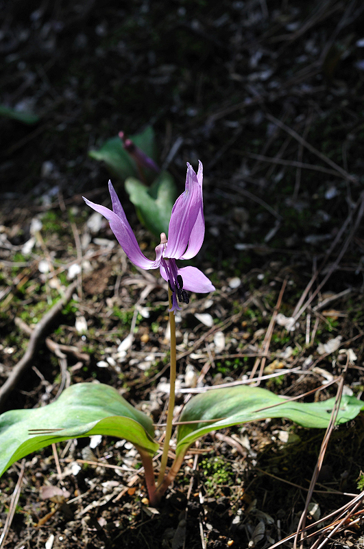image0155