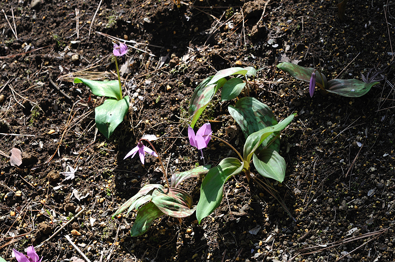 image0161