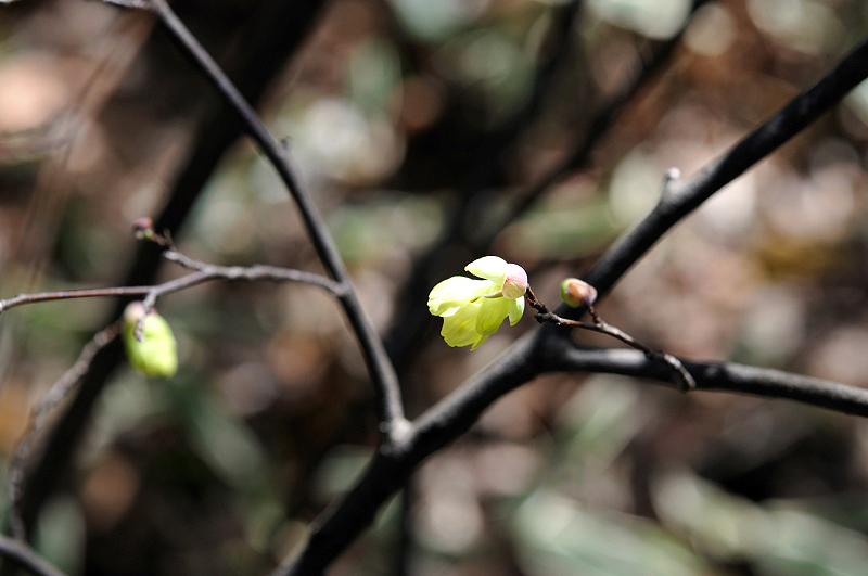 image0194