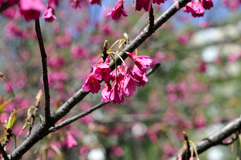 image0205