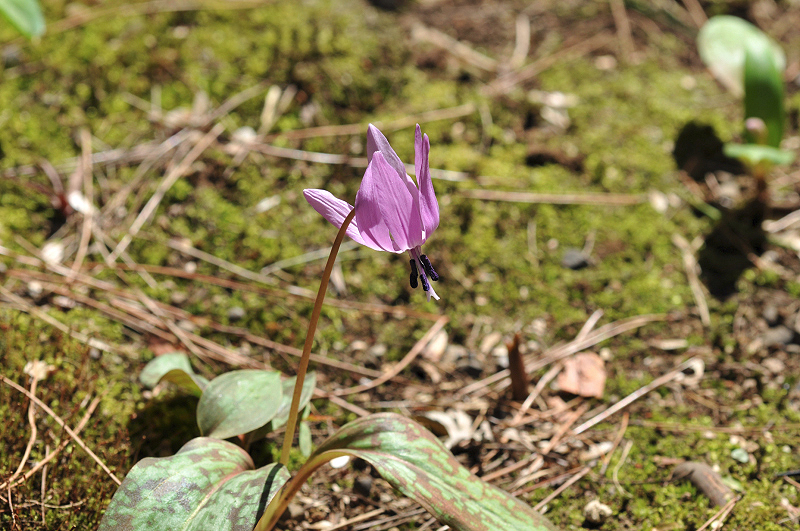 image0064