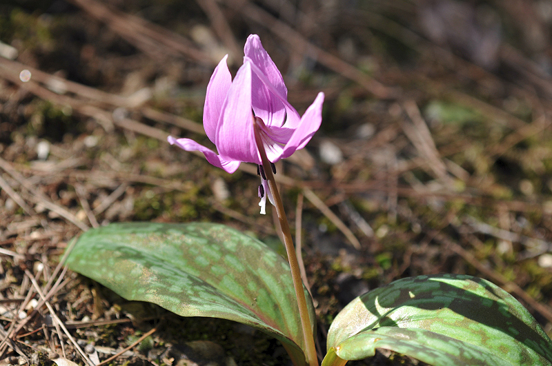 image0065