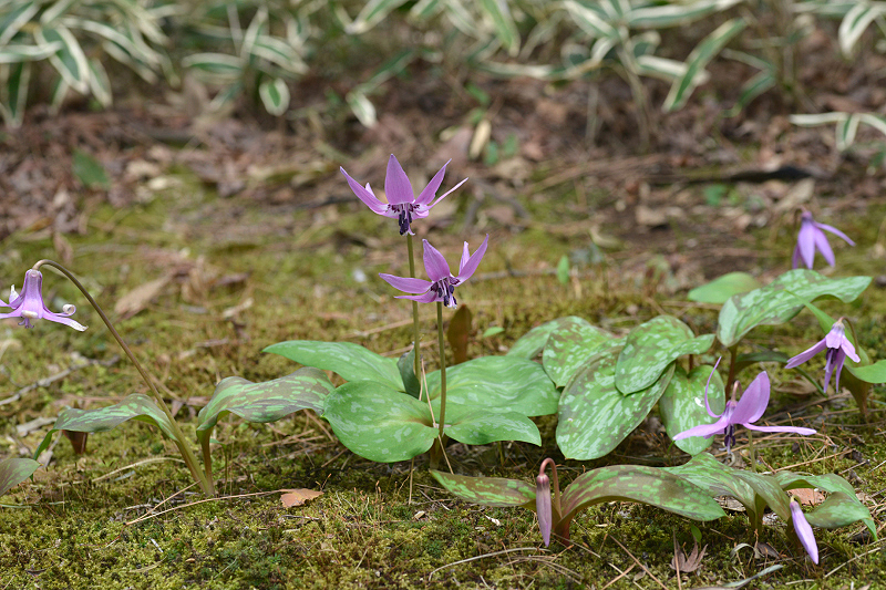image0075