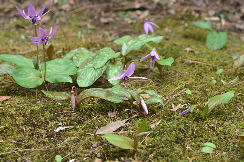image0076