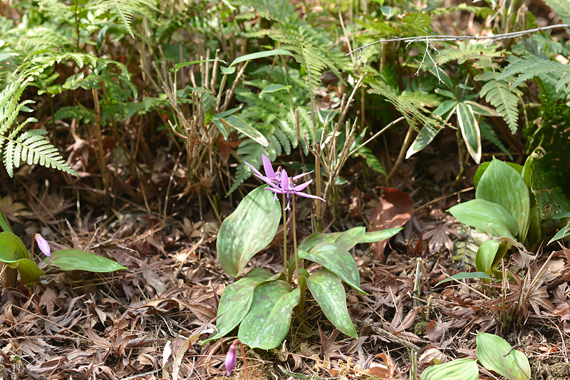 image0081