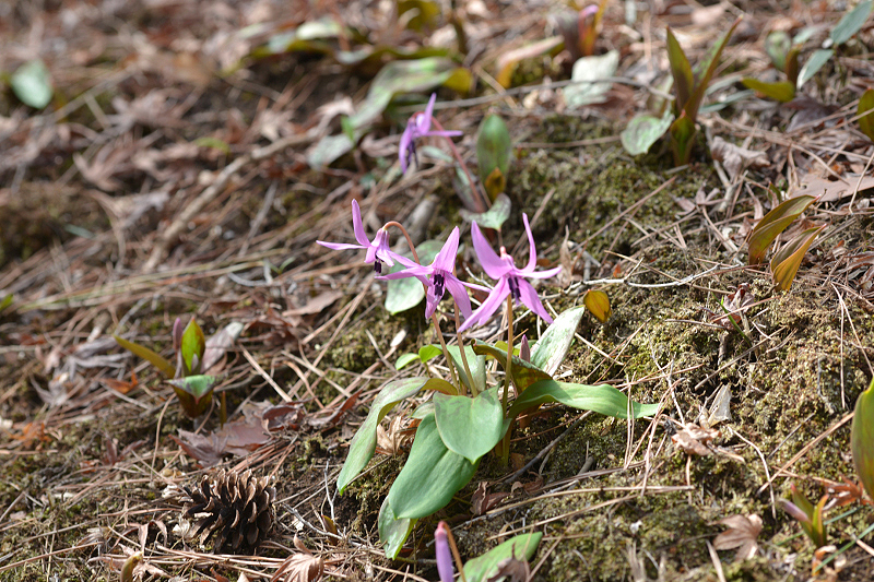 image0086