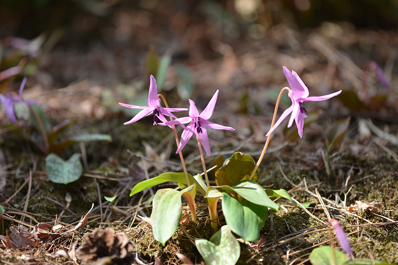 image0093