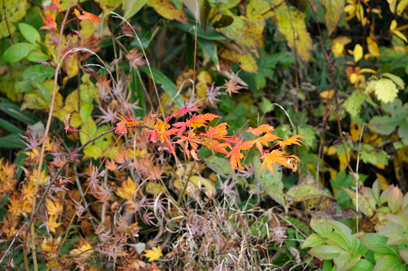 image0098